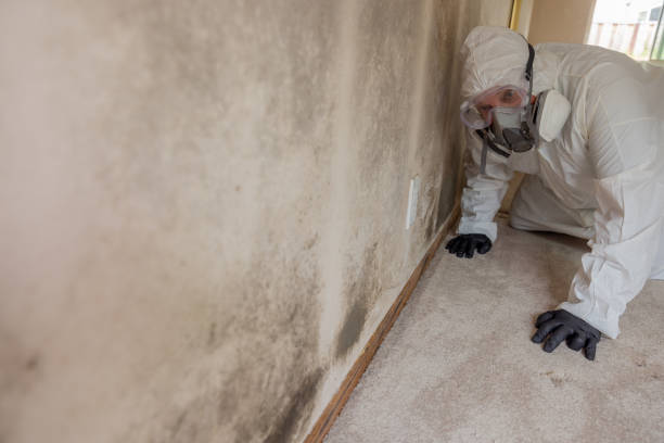 Best Black Mold Removal  in Marshall, MI